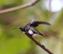 Plancia ëd Anthracothorax dominicus (Linnaeus 1766)