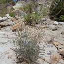 Image of Jaeger's milkvetch