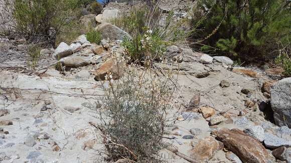 Image of Jaeger's milkvetch