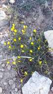 Image of Linum tauricum Willd.