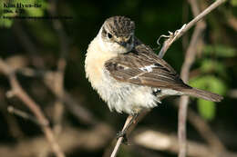 Image of Stejneger's Stonechat