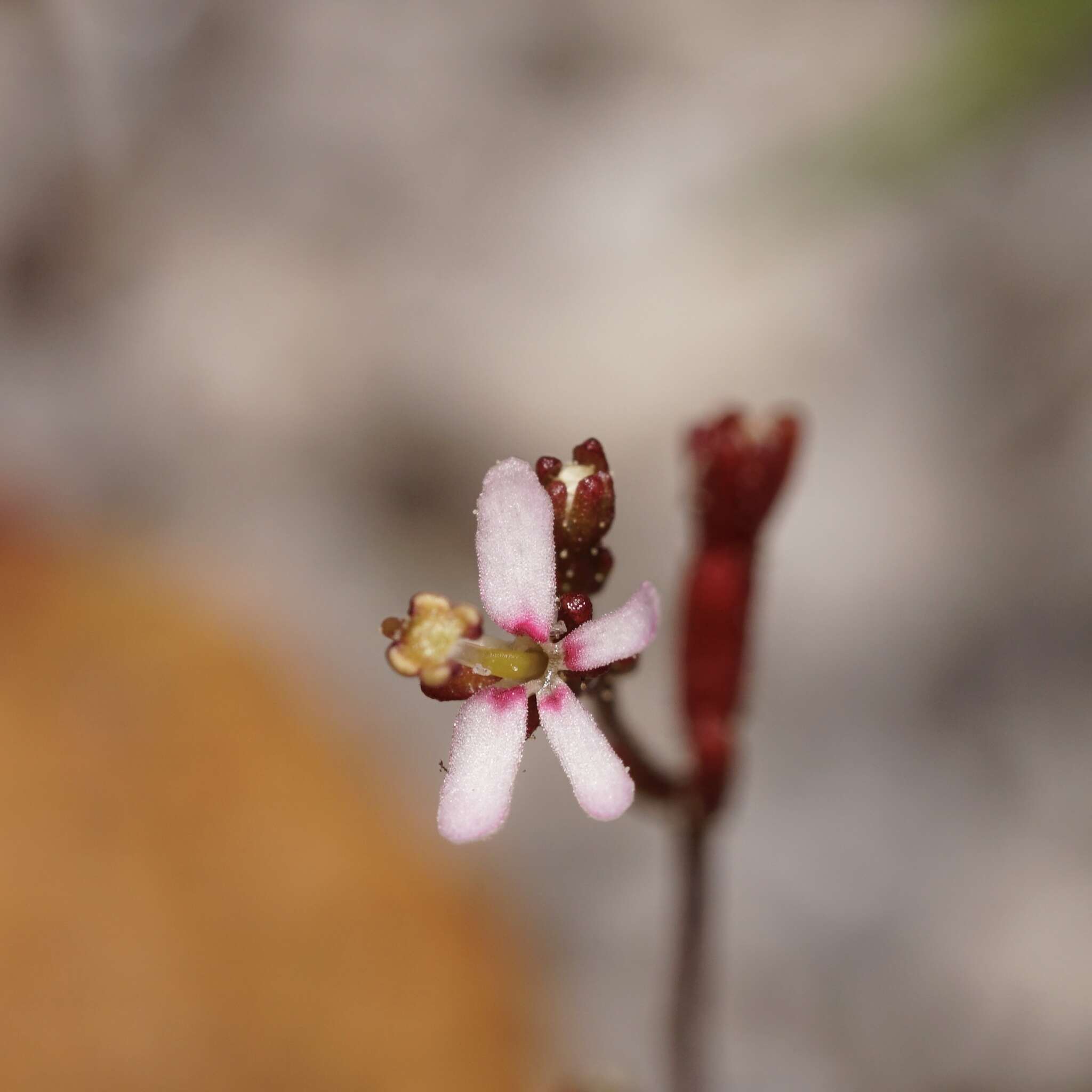 Image de Stylidium pygmaeum R. Br.