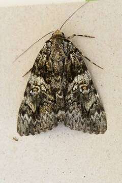 Image of Light crimson underwing moth