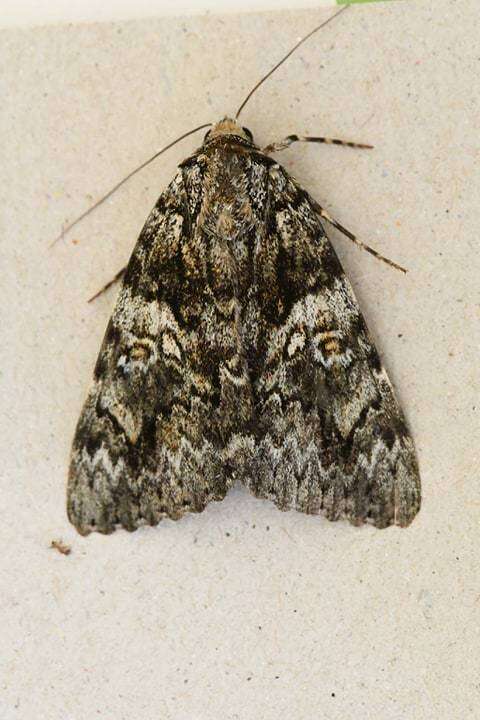 Image of Light crimson underwing moth