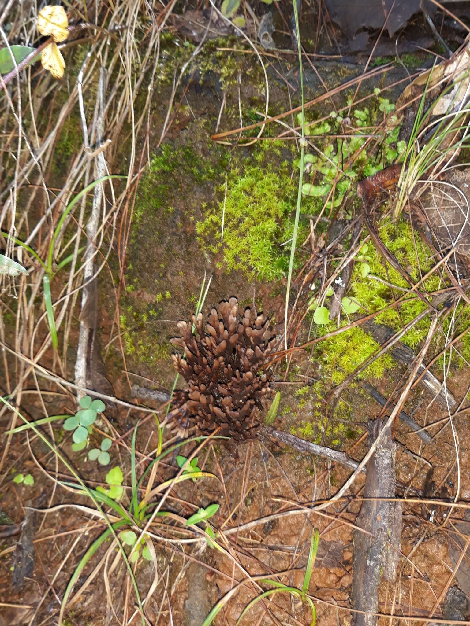 Image de Thelephora palmata (Scop.) Fr. 1821