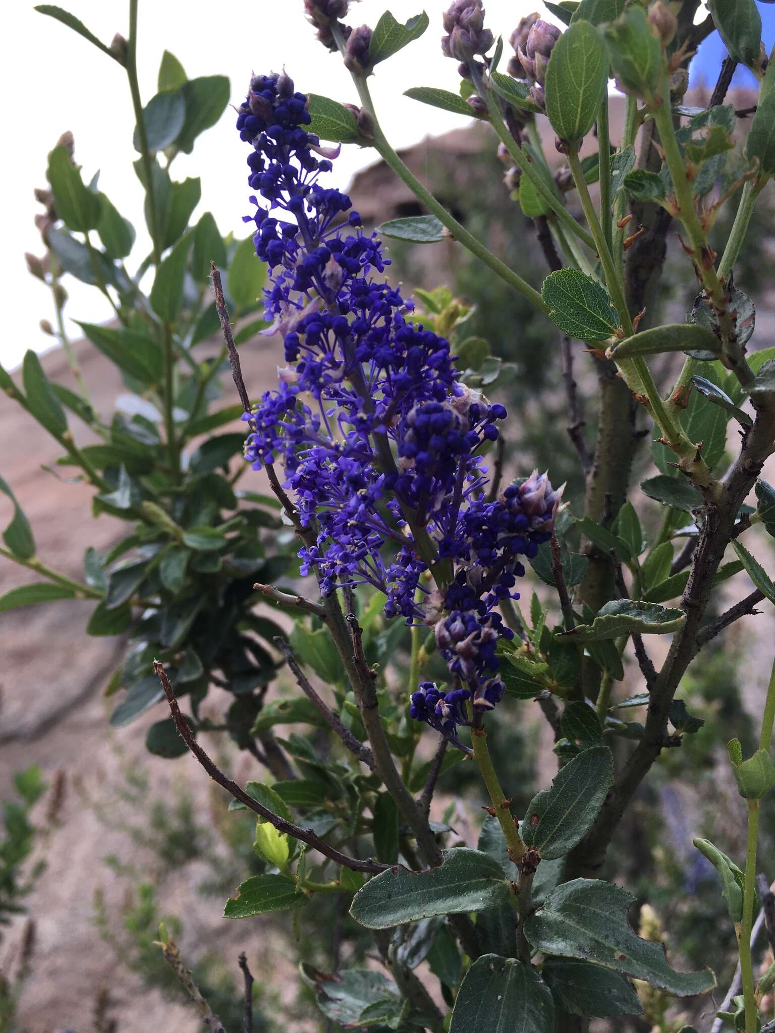 Image of San Diego buckbrush