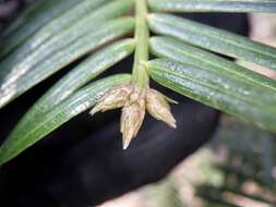 Plancia ëd Cephalotaxus harringtonii var. nana (Nakai) Rehd.