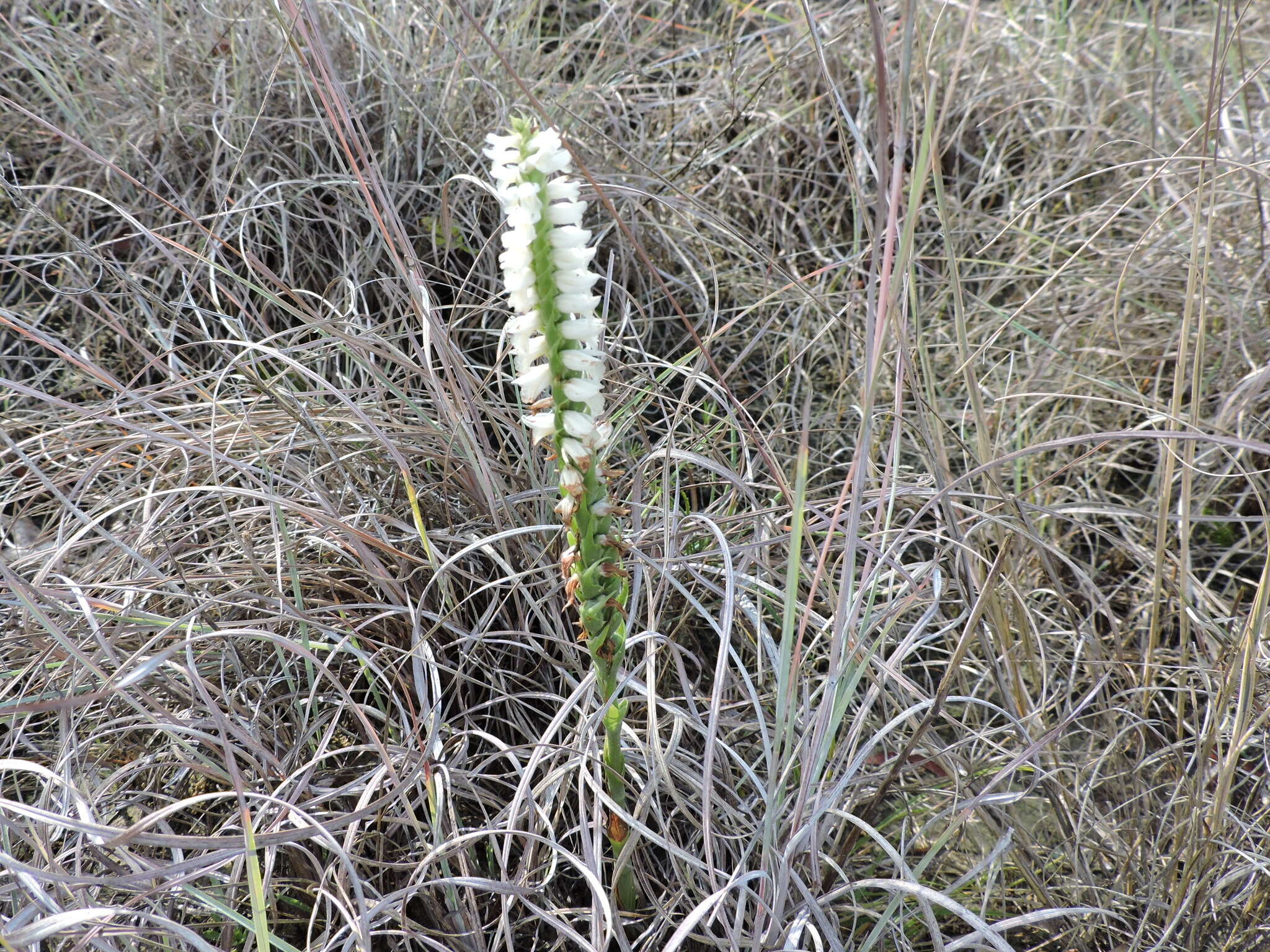 Spiranthes magnicamporum Sheviak的圖片