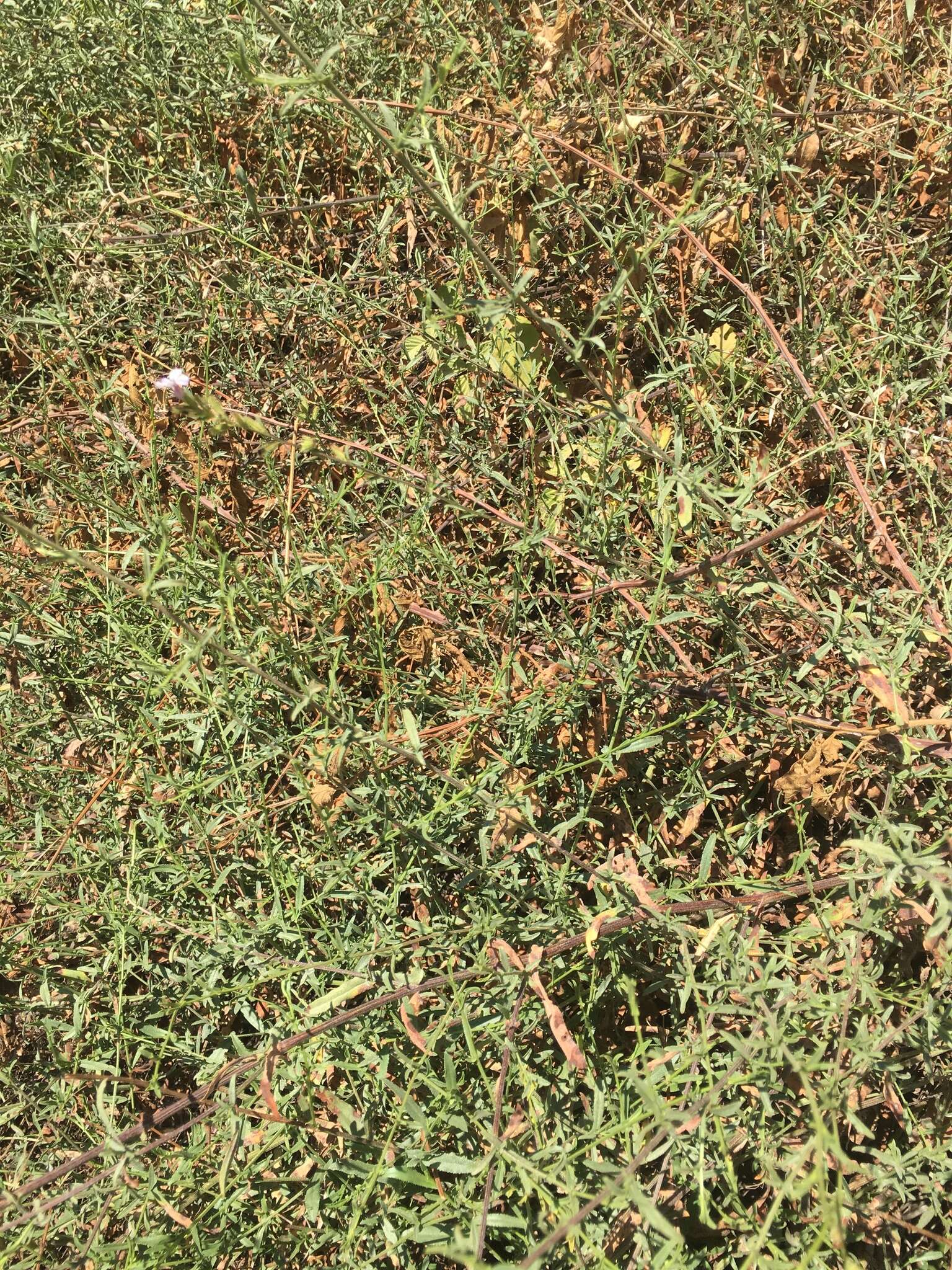 Image of Plumbago europaea L.