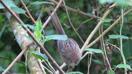 Plancia ëd Poodytes punctatus vealeae (Kemp & R 1912)