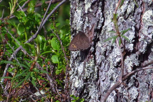 Image of Lapland Ringlet