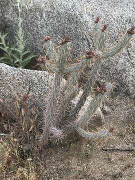 Image of California cholla