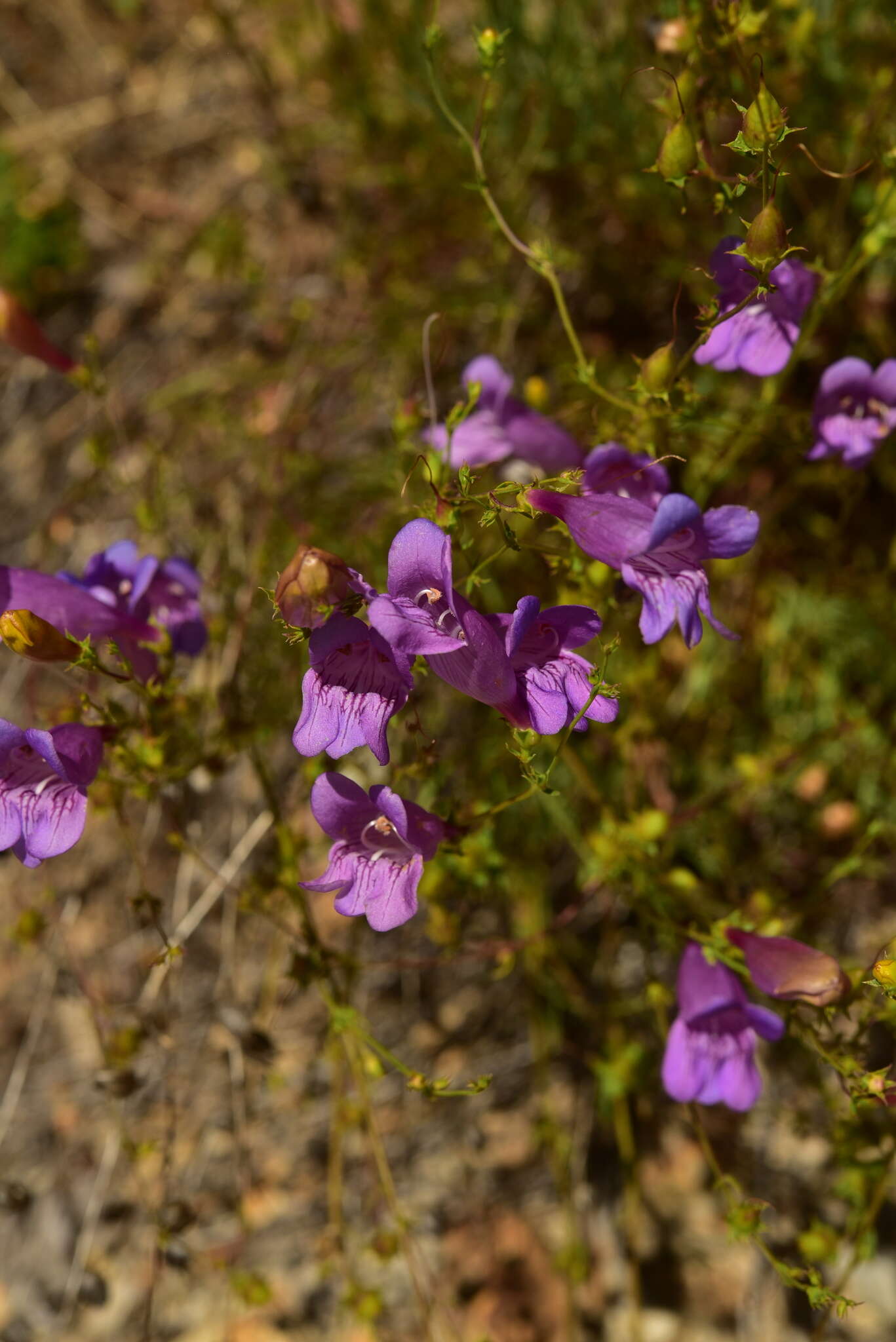 Sivun Penstemon venustus Dougl. kuva