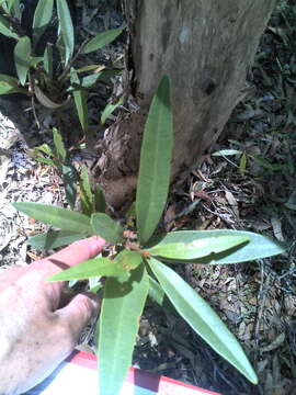 Image of Quassia bidwillii (Hook. fil.) Nooteboom