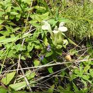 Scutellaria supina L.的圖片