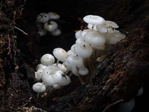 Image de Tricholoma margarita (Murrill) Murrill 1940