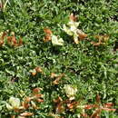 Sivun Trifolium barnebyi (Isely) Dorn & Lichvar kuva