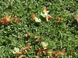 Image of Barneby's clover