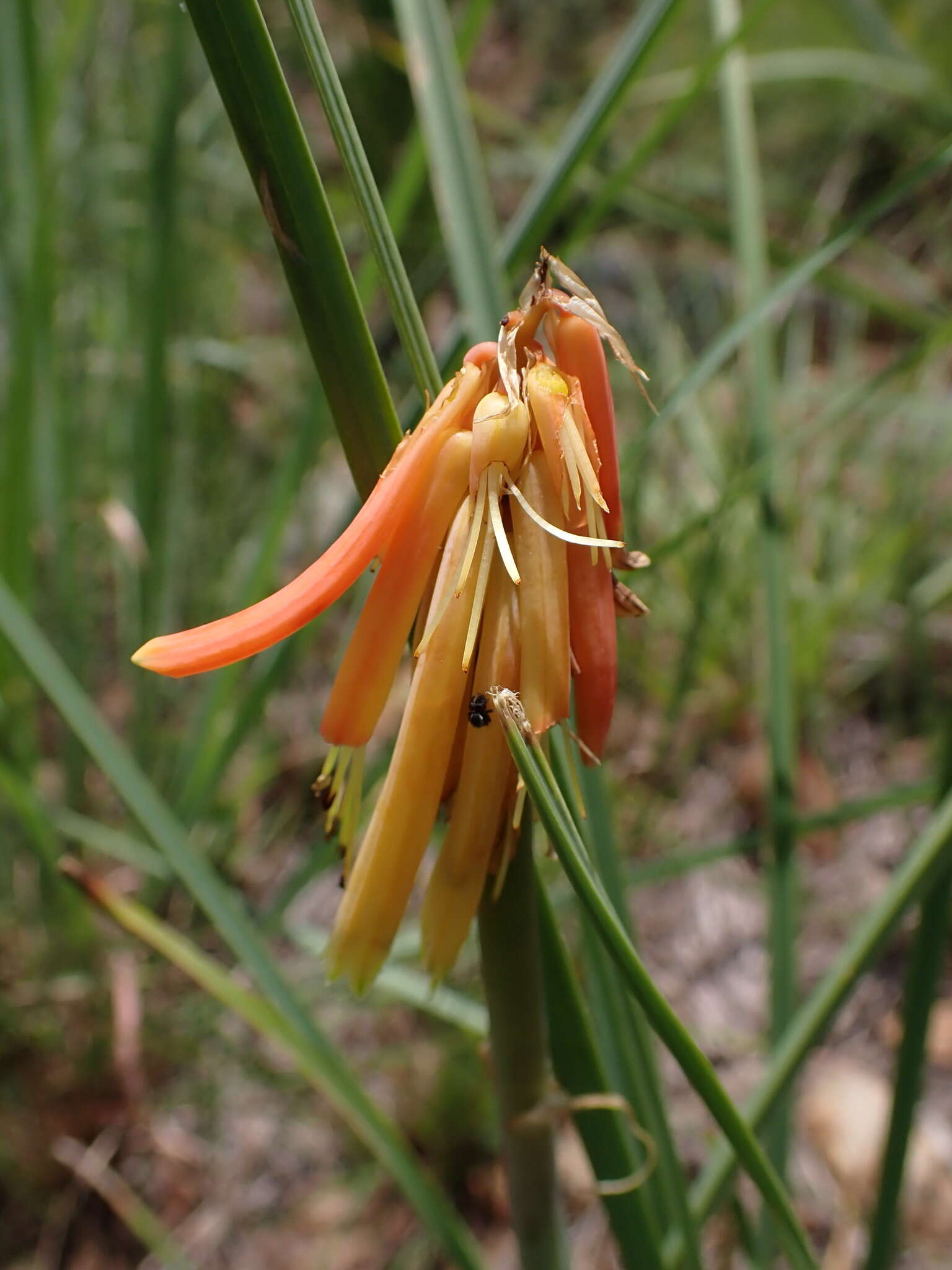 Imagem de Kniphofia galpinii Baker