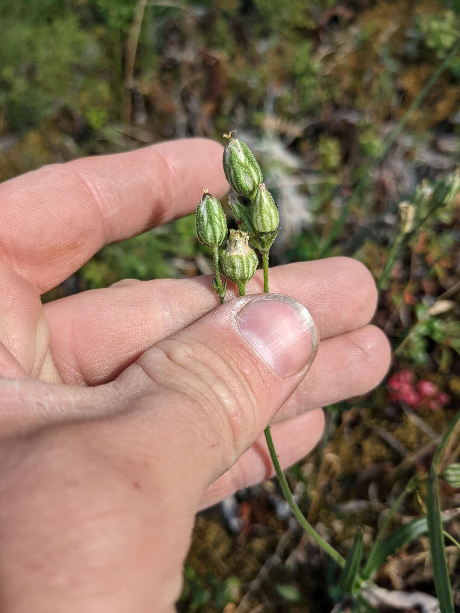 Слика од Silene ostenfeldii (A. E. Porsild) J. K. Morton