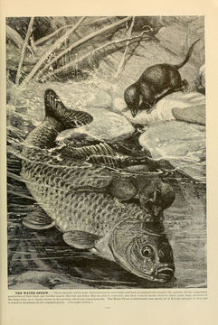 Image of european water shrew, northern water shrew, water shrew