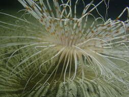 Image of fireworks anemone