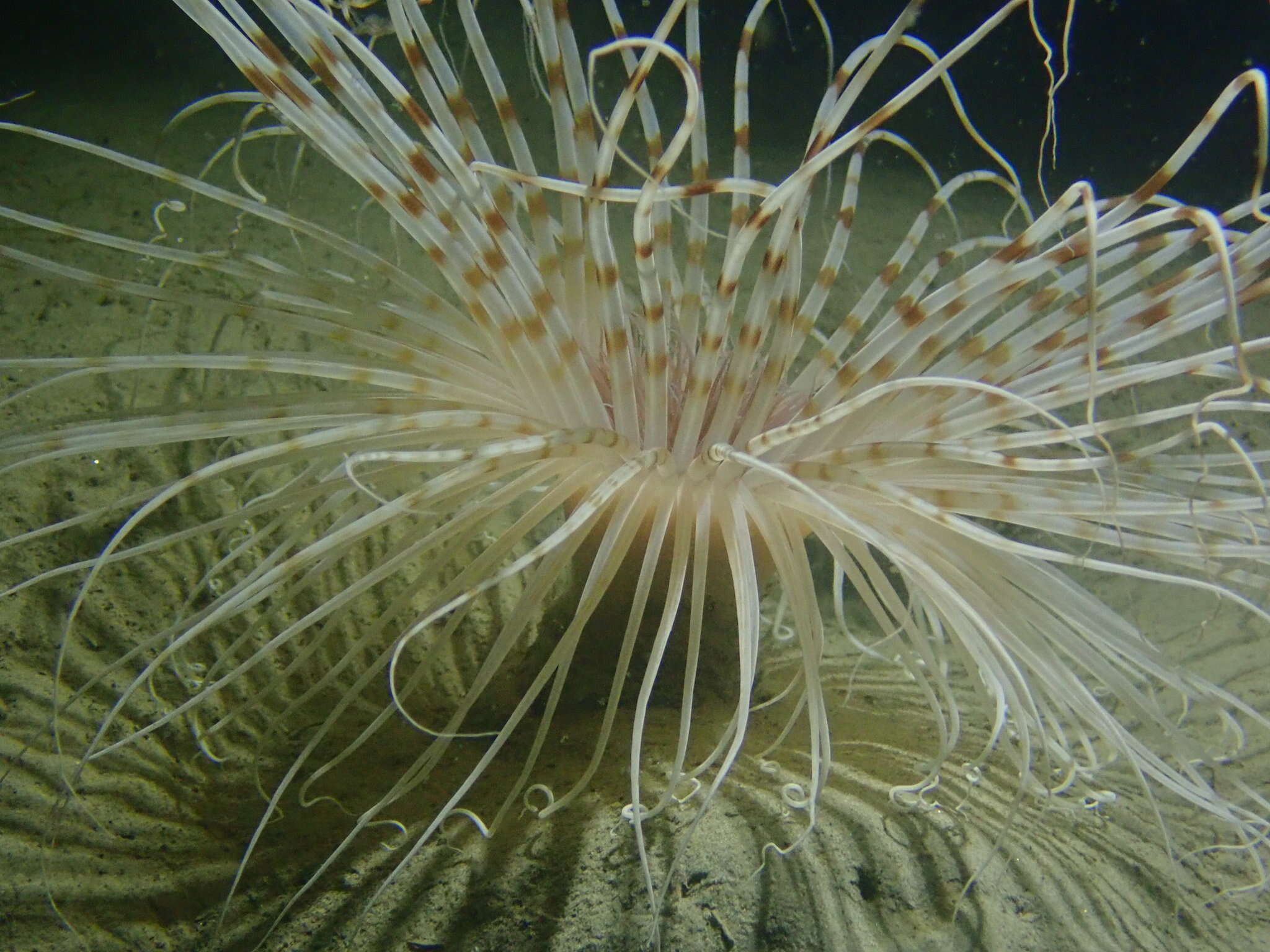 Image of fireworks anemone