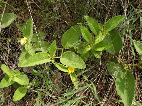 Imagem de Turnera lamiifolia Cambess.
