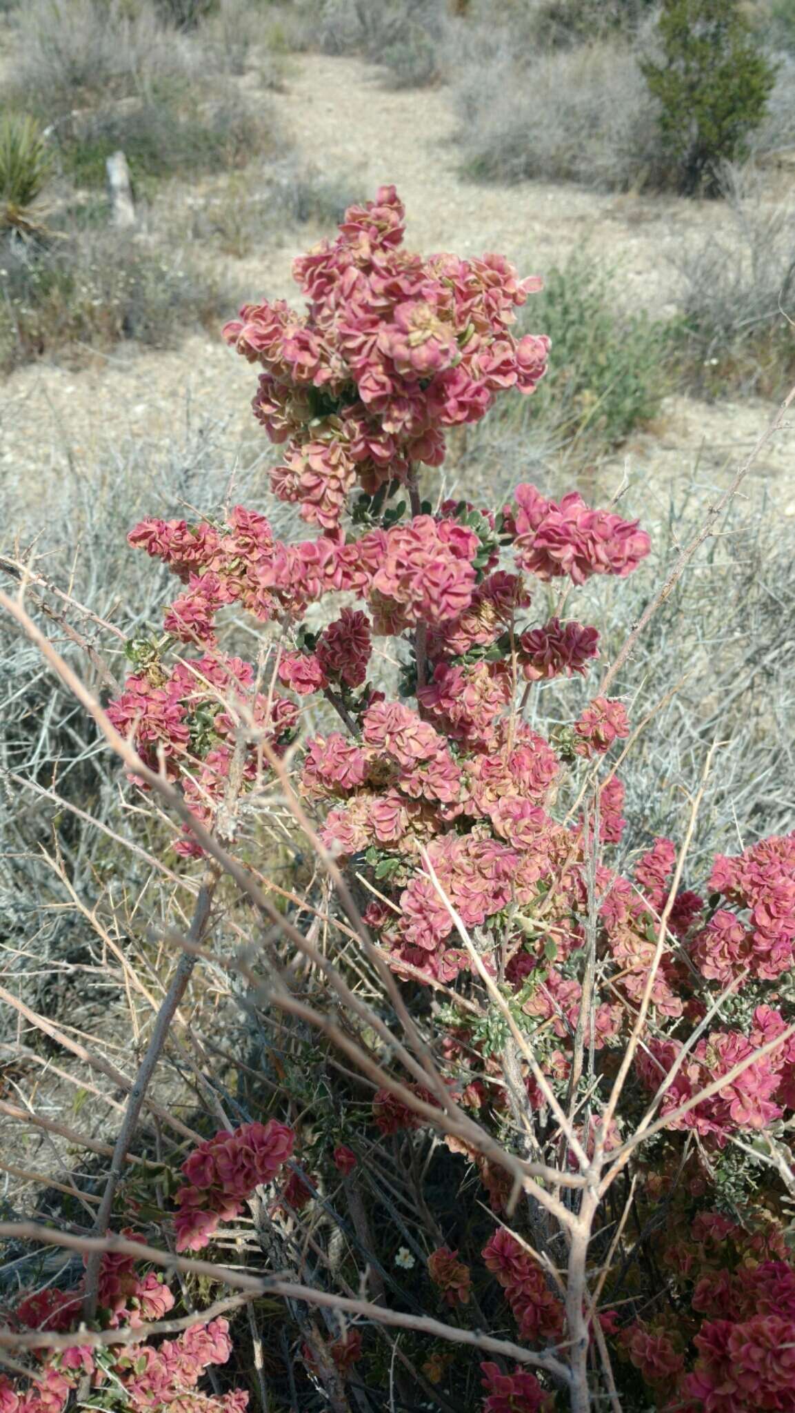 Plancia ëd Grayia spinosa (Hook.) Moq.