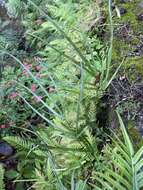 Image of Pteris ryukyuensis Tag.