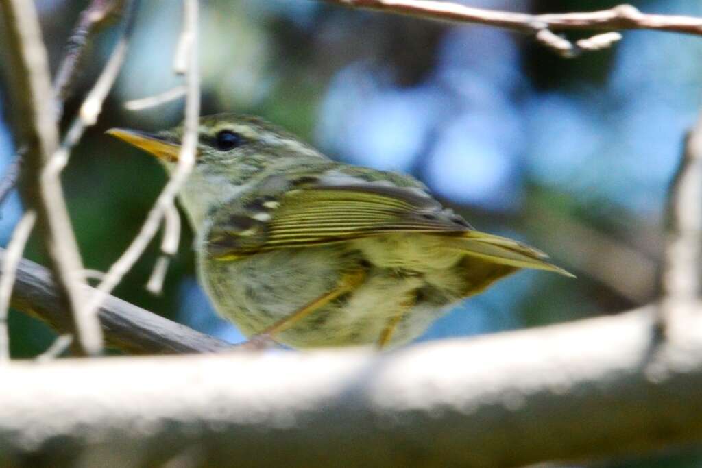 Imagem de Phylloscopus borealis (Blasius & JH 1858)