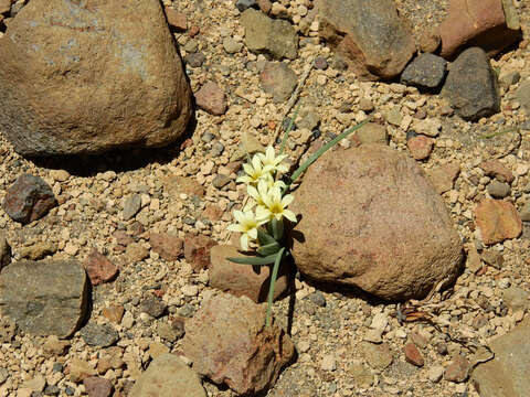 Image of Olsynium obscurum (Cav.) Goldblatt