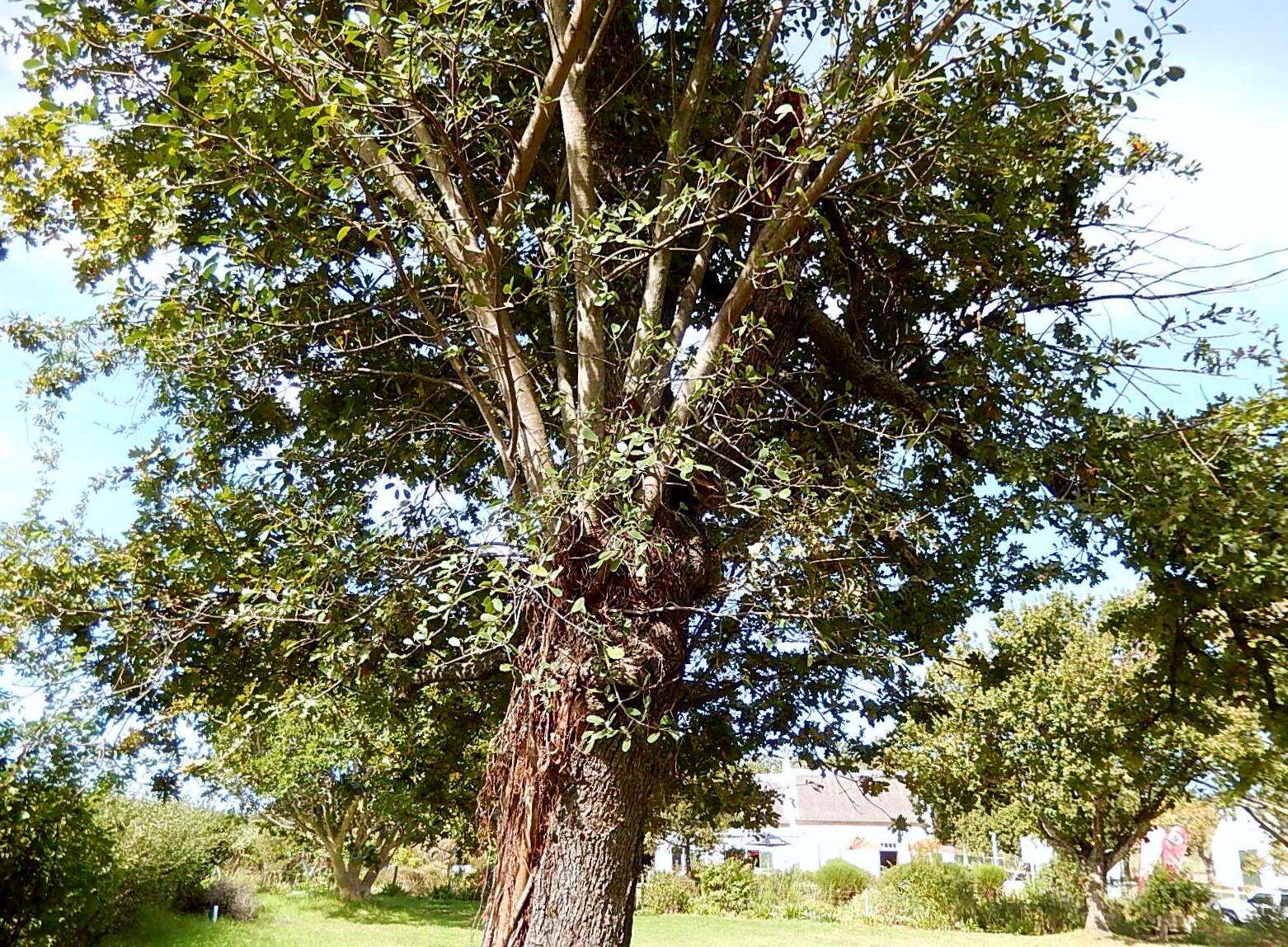 Ficus natalensis subsp. natalensis的圖片