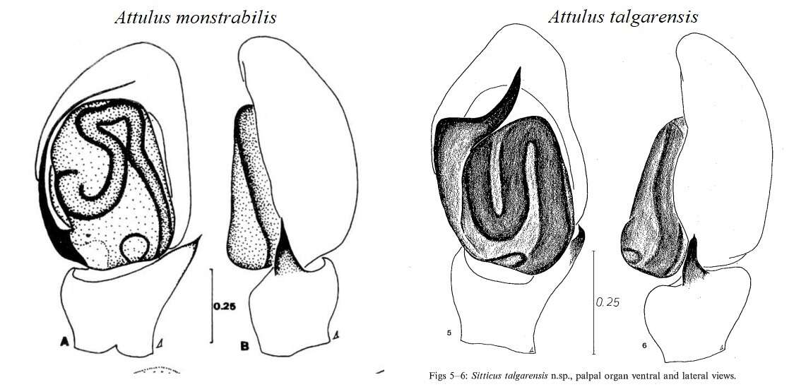 Image of Attulus monstrabilis (Logunov 1992)