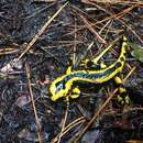 Image of Salamandra salamandra fastuosa Schreiber 1912