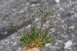 Image of elegant stitchwort