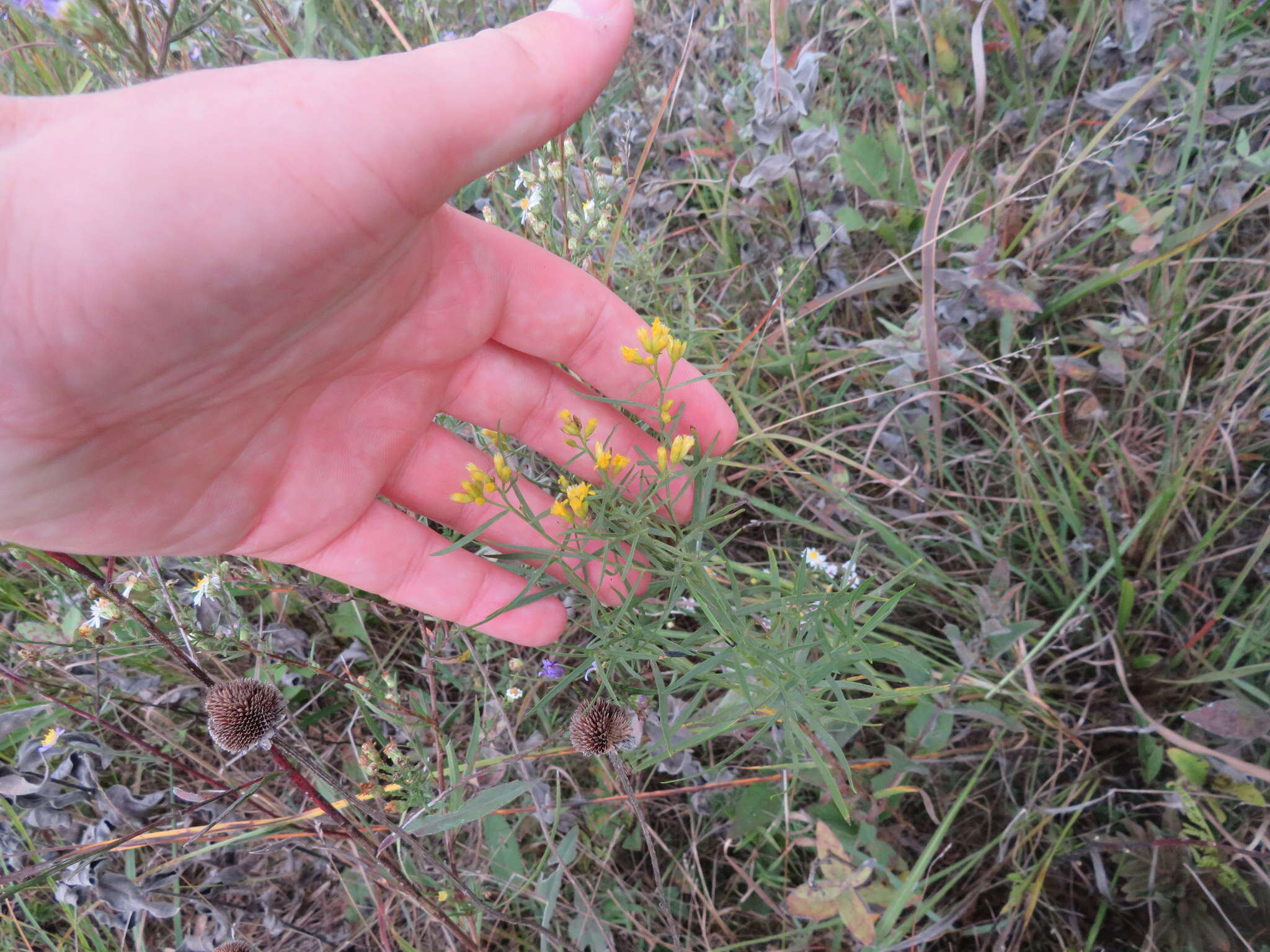 Image of Texas goldentop