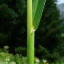 Image of Poa hybrida Gaudin