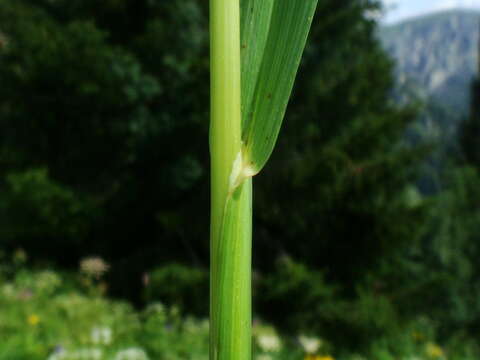 Image of Poa hybrida Gaudin