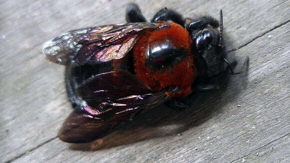 Image of Xylocopa similis Smith 1874