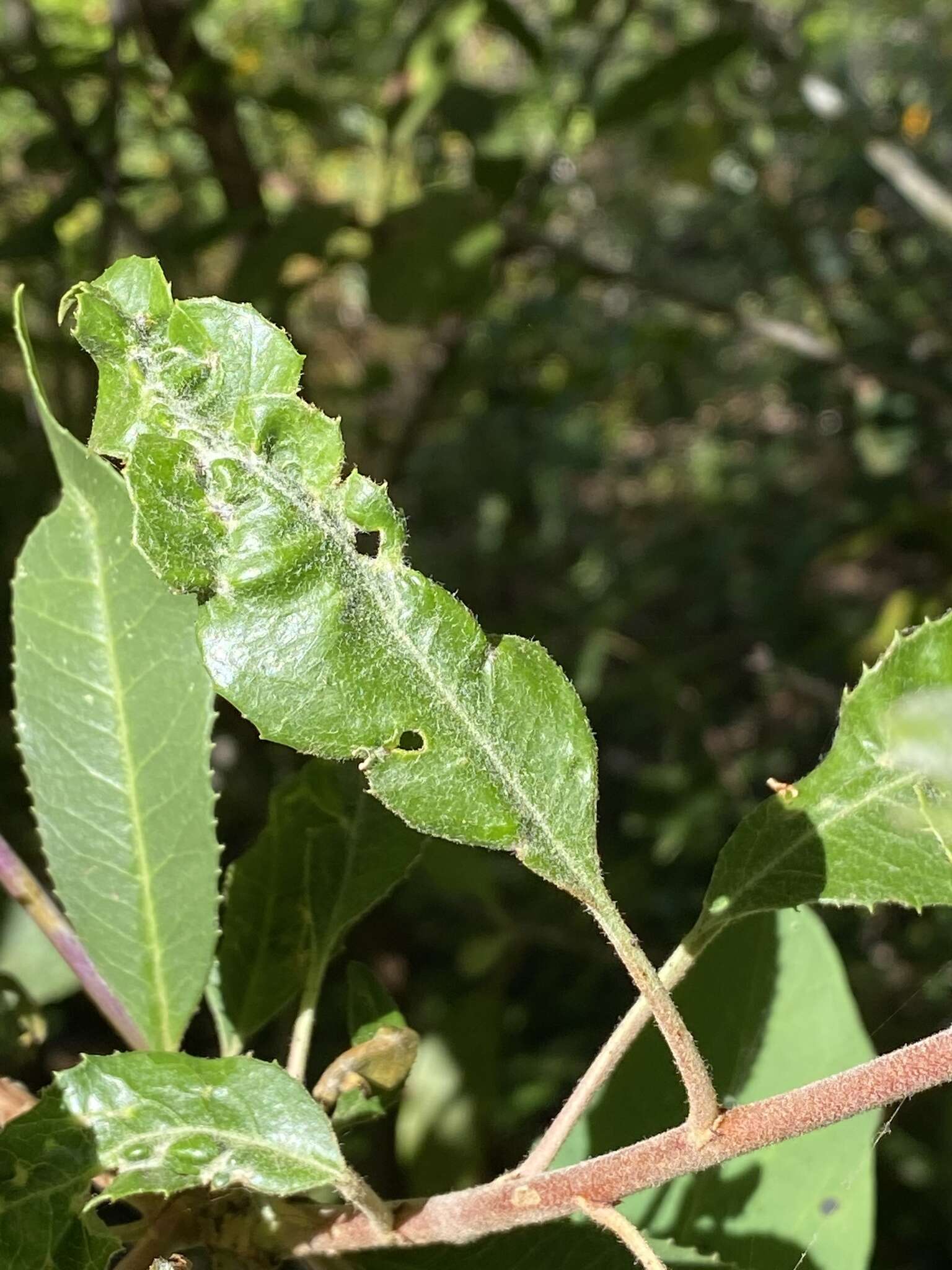 Image of Liothrips (Liothrips) ilex (Moulton 1907)