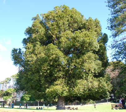 Image of Koghis Kauri