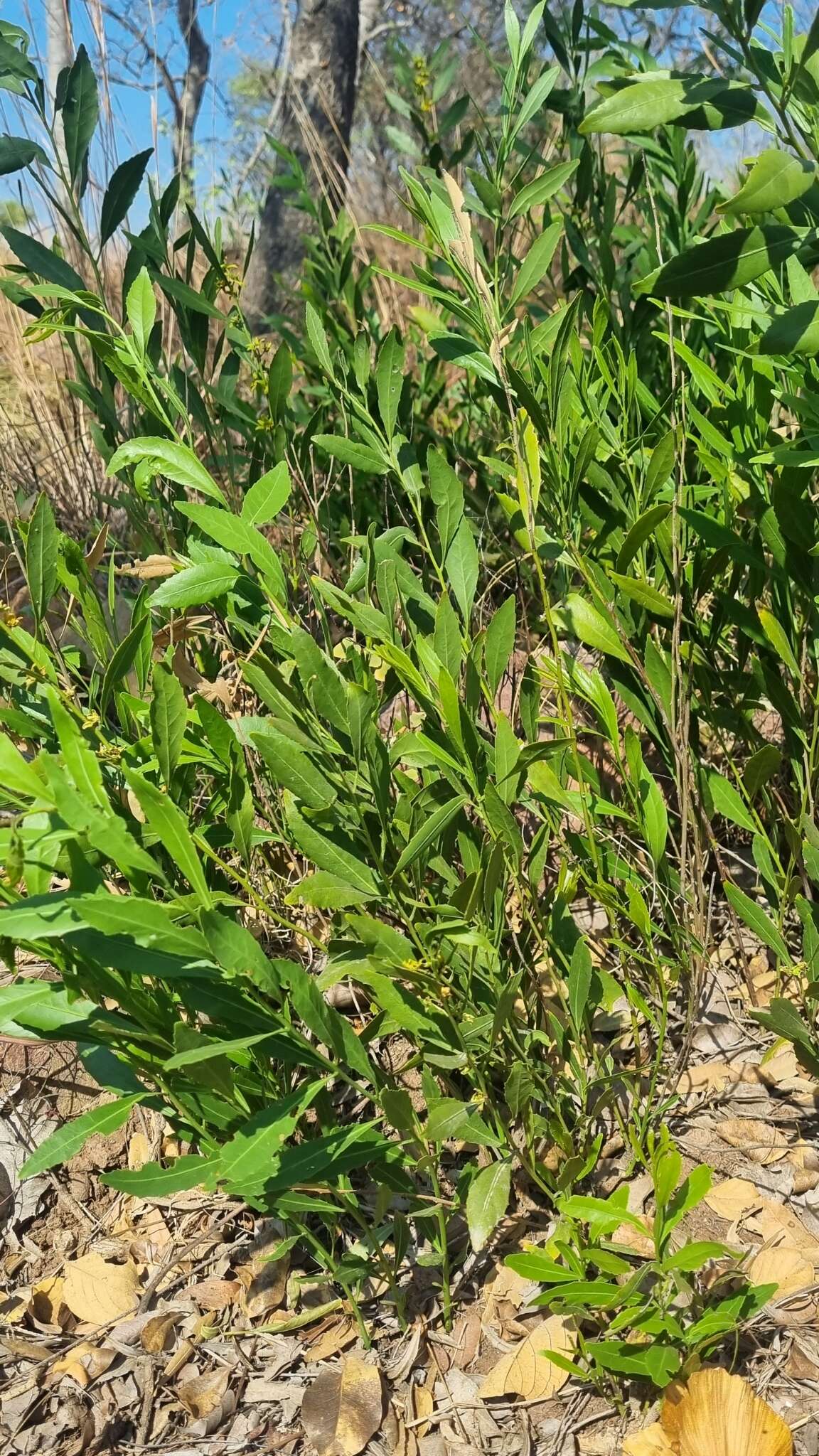 Image of Salacia rehmannii Schinz