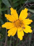 صورة Coreopsis pubescens Ell.