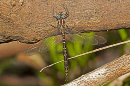 Image of Spinaeschna tripunctata (Martin 1901)