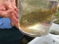 Image of Corkwing Wrasse