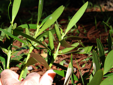 Image of Queensland Kauri Pine