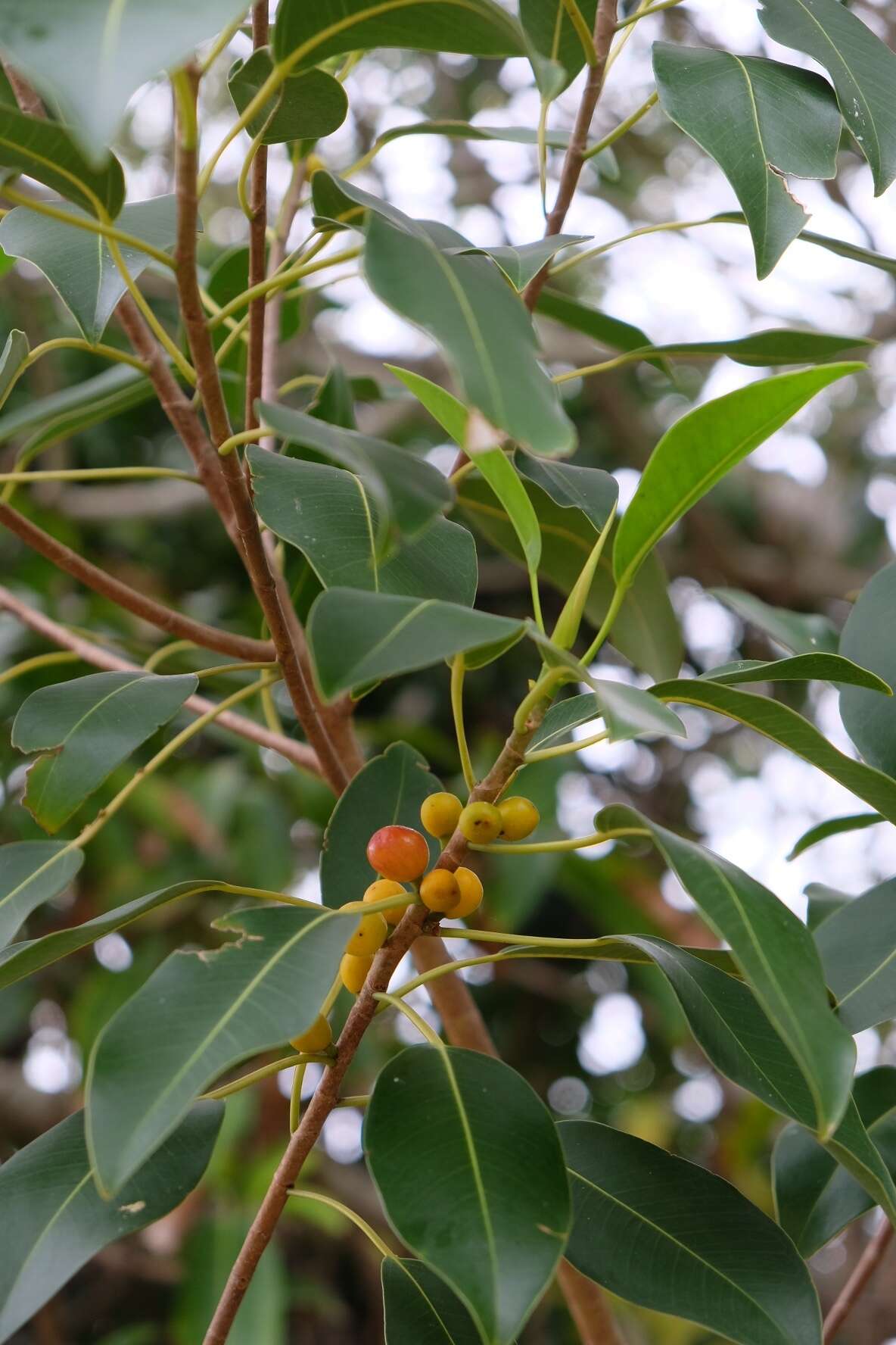 Image of Port Jackson fig