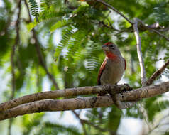 Image of Rose-throated Tanager