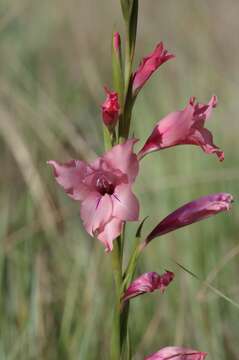 Gladiolus oppositiflorus Herb. resmi